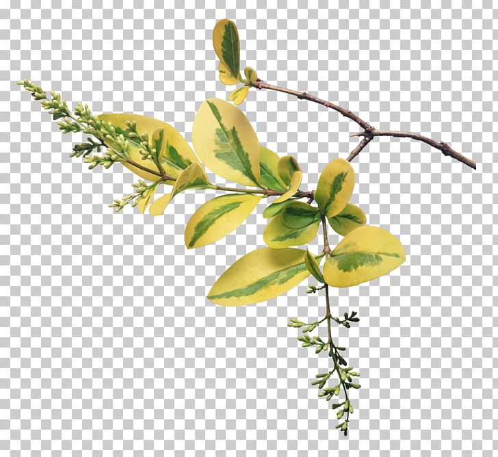 Leaf Photography Branch PNG, Clipart, Branch, Decorations, Download, Euclidean Vector, Flora Free PNG Download
