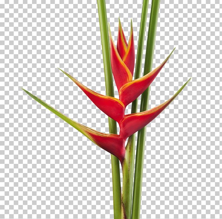 Heliconia Bihai Cut Flowers Heliconia Rostrata Plant Stem PNG, Clipart, Banana, Bird Of Paradise Flower, Bud, Cut Flowers, Flower Free PNG Download