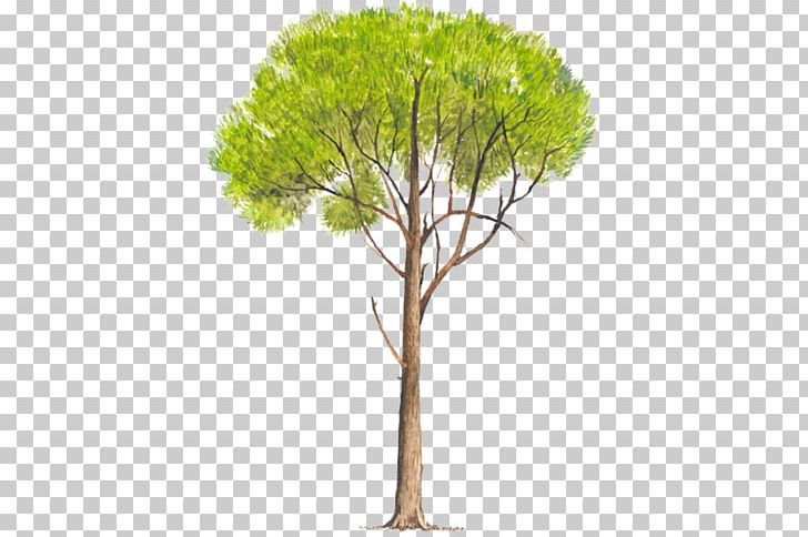 Pinus Radiata Pinus Elliottii Tree Pinus Pseudostrobus Pinus Patula PNG, Clipart, Bark, Branch, Chestnut, Crown, Grass Free PNG Download