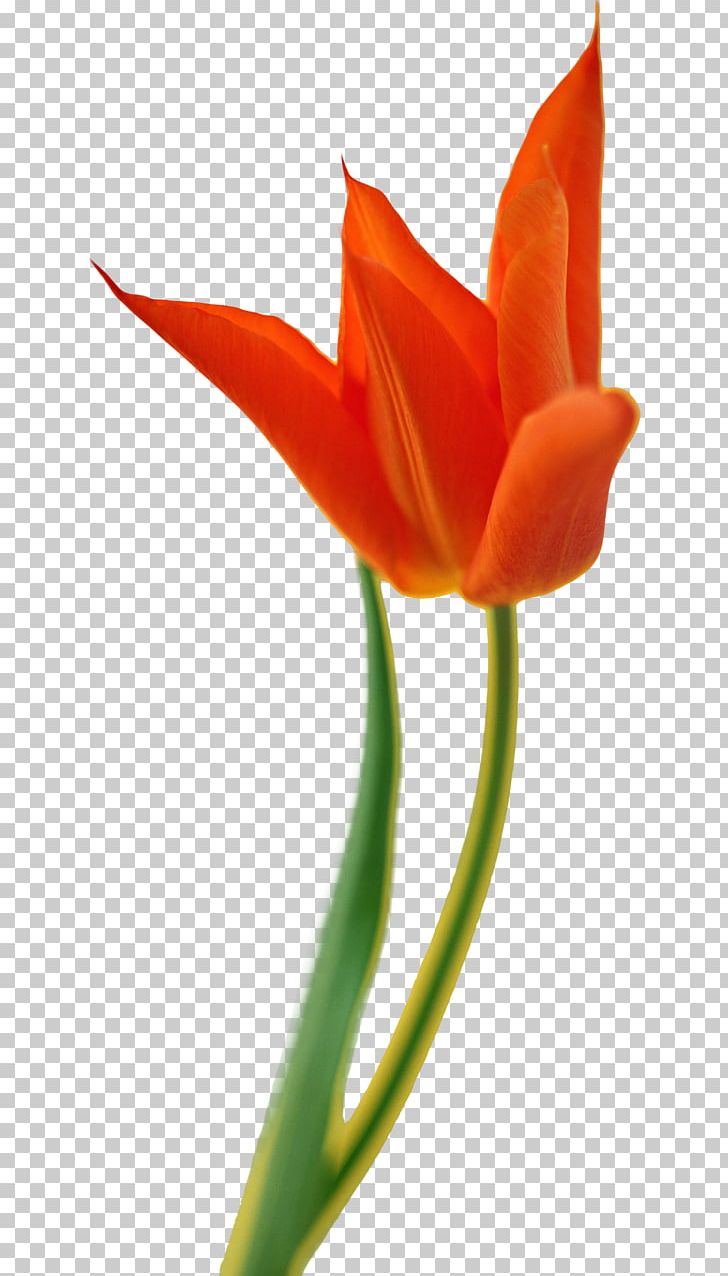 Tulip Cut Flowers PNG, Clipart, Amaryllis, Animaatio, Blog, Bud, Closeup Free PNG Download