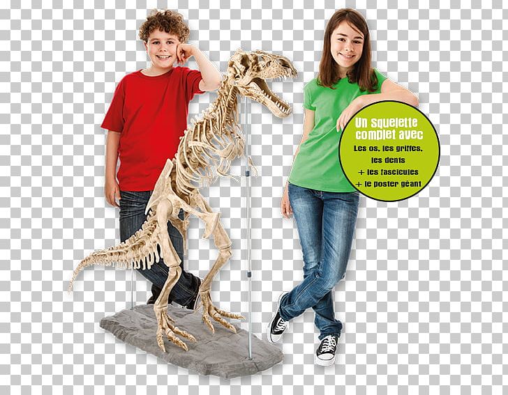 Tyrannosaurus Velociraptor SQUELETTE DU DINOSAURE Skeleton PNG, Clipart, Behavior, Child, Dinosaur, Human, Human Behavior Free PNG Download