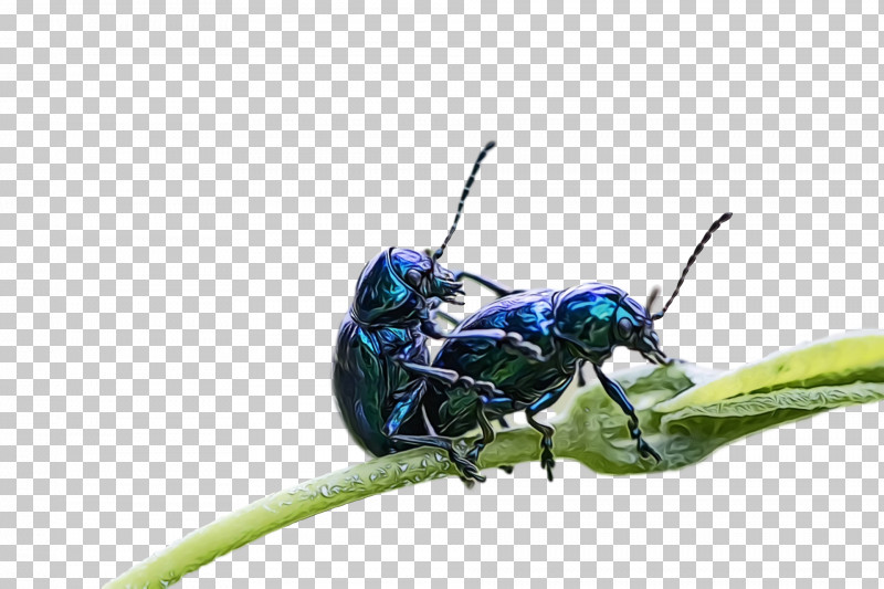 Beetles Pest Insect PNG, Clipart, Beetles, Insect, Paint, Pest, Watercolor Free PNG Download