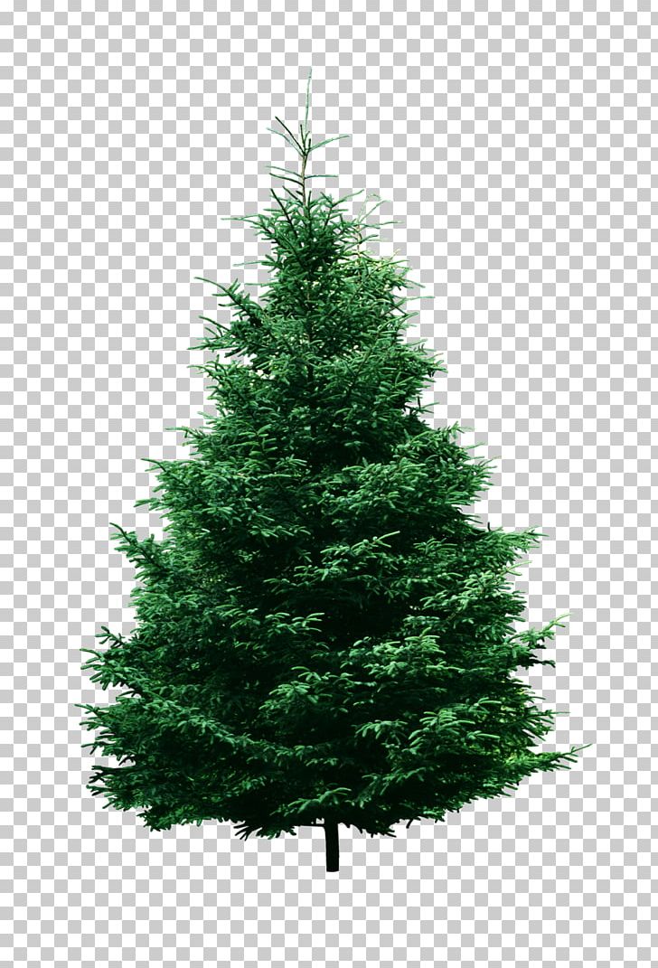 Artificial Christmas Tree Pine PNG, Clipart, Biome, Branch, Christmas, Christmas Decoration, Christmas Lights Free PNG Download