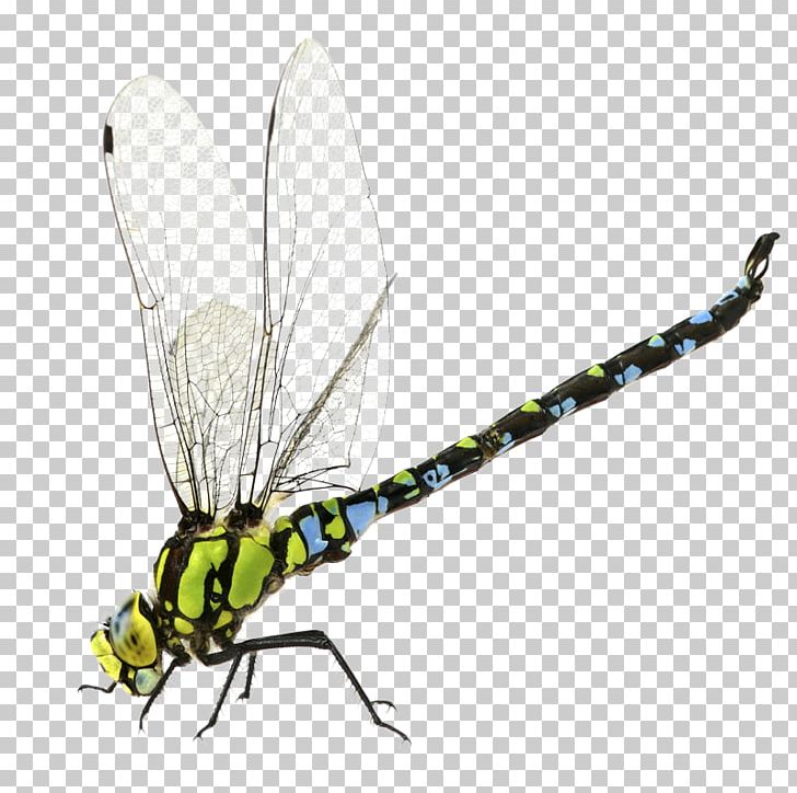 Dragonfly Stock Photography Aeshna Affinis PNG, Clipart, Arthropod, Blue Dasher, Dragonflies And Damseflies, Emperor, Fly Free PNG Download