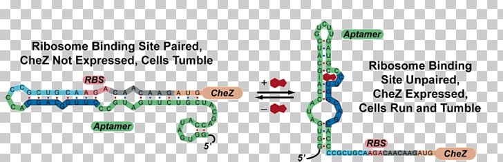 Thumb McCall Technology Biology PNG, Clipart, Angle, Biology, Chez, Diagram, Line Free PNG Download