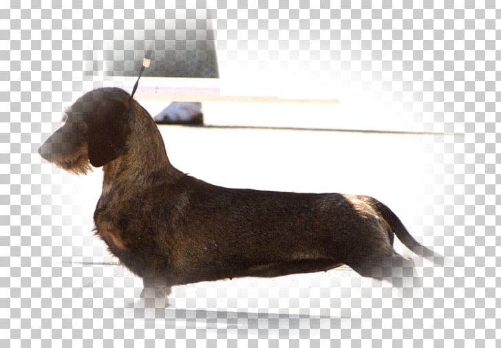 Dachshund Drever Dog Breed Snout Kennel PNG, Clipart, Boy, Breed, Carnivoran, Dachshund, Dog Free PNG Download