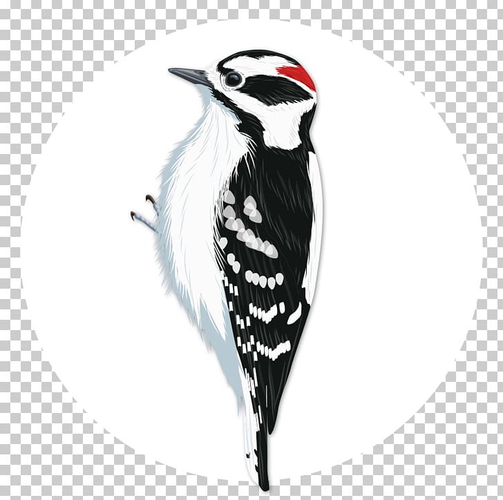 Downy Woodpecker Bird Penguin National Audubon Society PNG, Clipart, Animals, Beak, Bird, Birdwatching, Black And White Free PNG Download