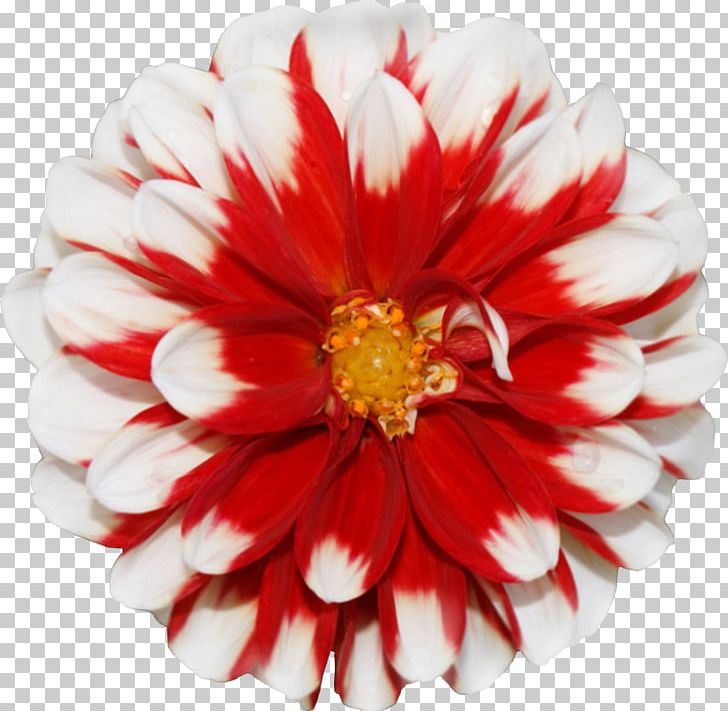 Flower Stock Photography Amazon.com Learn Spritekit PNG, Clipart, Amazoncom, Chrysanths, Cut Flowers, Dahlia, Daisy Family Free PNG Download