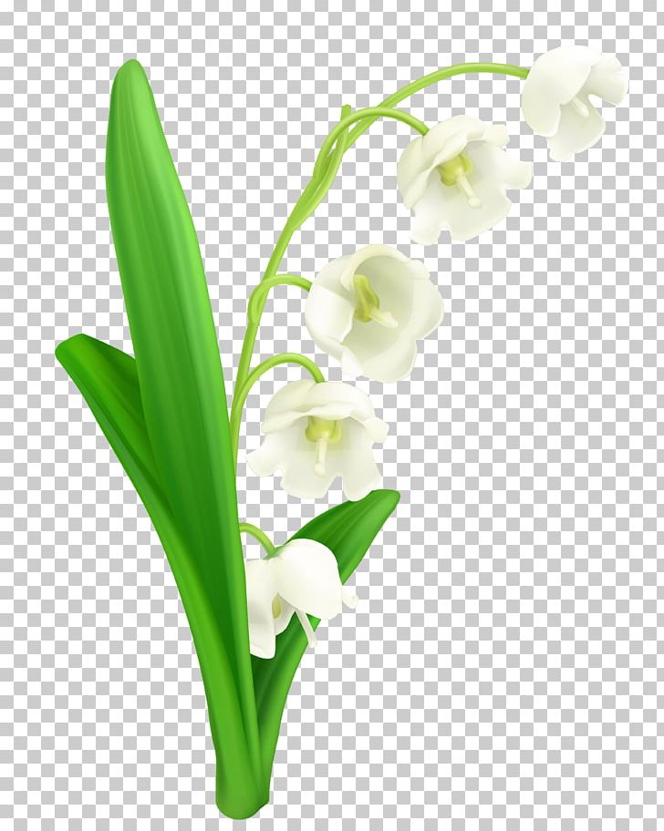 Lily Of The Valley Lilium Flower PNG, Clipart, Botanical Illustration, Cli, Computer Wallpaper, Cut Flowers, Flora Free PNG Download