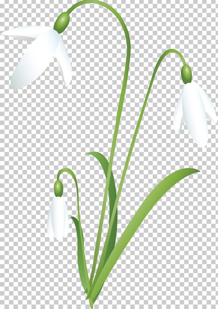 Snowdrop Flower Petal PNG, Clipart, Benzersiz, Blossom, Bud, Clip Art, Digital Image Free PNG Download