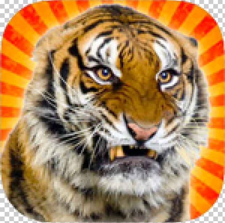 Tiger Big Cats Are Not Pets! Lion Whiskers PNG, Clipart, Animal, Animals, Big Cat, Big Cats, Big Cats Are Not Pets Free PNG Download