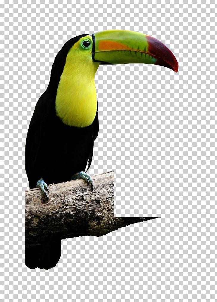 Bird Reptile Macaw Keel-billed Toucan Aracari PNG, Clipart, Animal, Animals, Aracari, Beak, Bird Free PNG Download