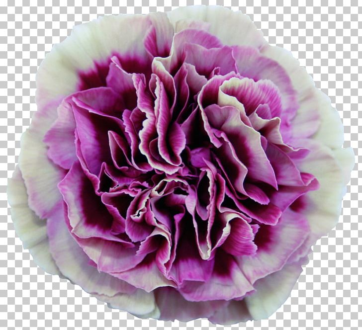 Carnation Centifolia Roses Cut Flowers Dianthus Chinensis Plant PNG, Clipart, Blue, Carnation, Centifolia Roses, Color, Cut Free PNG Download