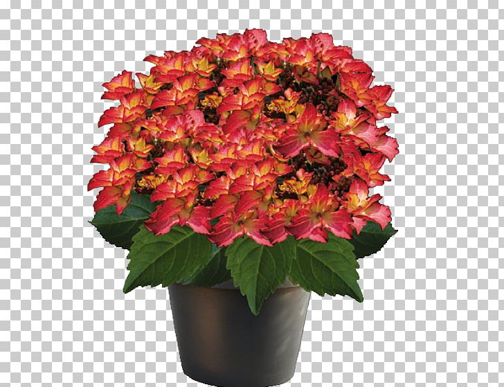 Cut Flowers French Hydrangea Plant Flowerpot PNG, Clipart, Annual Plant, Bud, Cornales, Cut Flowers, Floral Design Free PNG Download