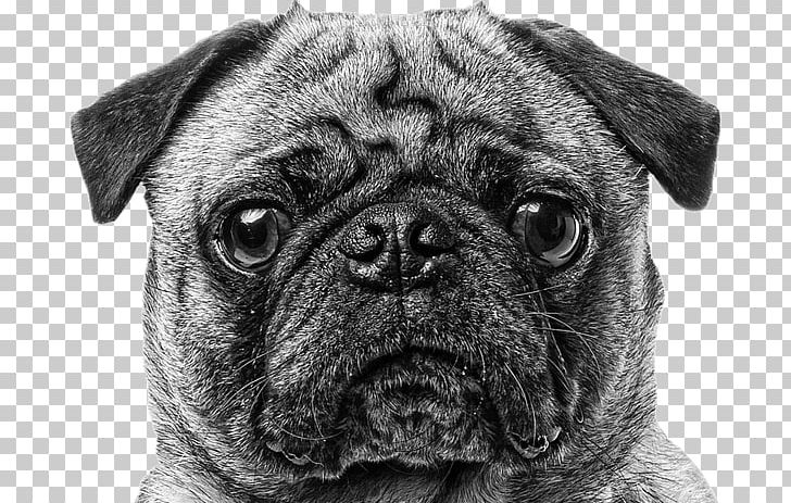 Pug Puppy Dog Breed Companion Dog Canvas Print PNG, Clipart, Animals, Art, Black And White, Book, Canvas Free PNG Download