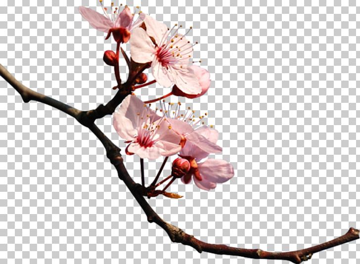 Cherry Blossom Photography PNG, Clipart, Blossom, Branch, Bud, Cerasus, Cherry Free PNG Download