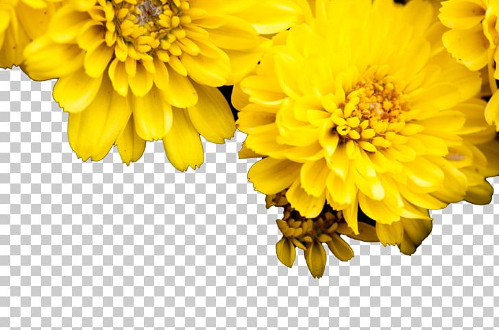 Chrysanthemum Yellow Euclidean PNG, Clipart, Auglis, Chrysanthemum Chrysanthemum, Chrysanthemums, Computer Wallpaper, Daisy Family Free PNG Download