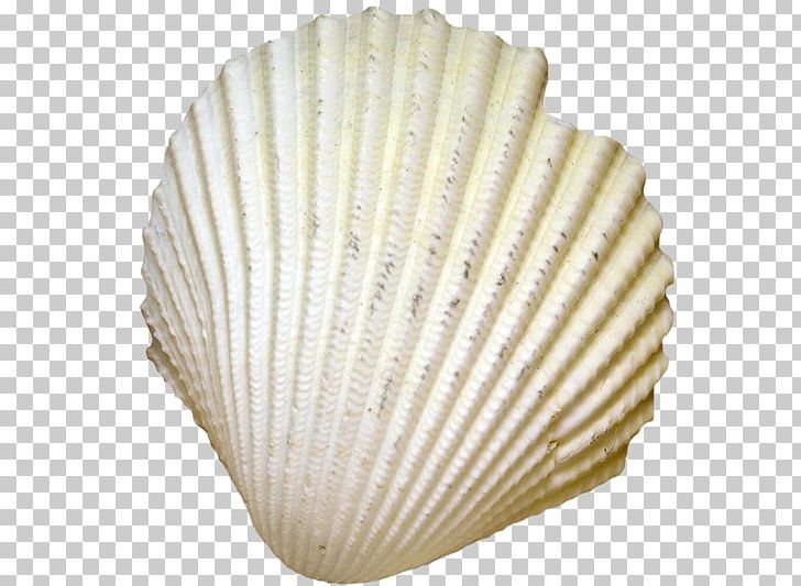 Cockle Seafood Seashell Conch PNG, Clipart, Animals, Biology, Clam, Clams Oysters Mussels And Scallops, Download Free PNG Download