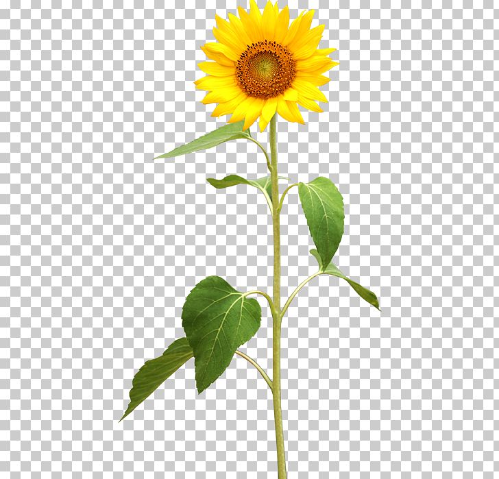 Common Sunflower Plant Stem Stock Photography PNG, Clipart, Asterales, Daisy Family, Flower, Flowering Plant, Flowers Free PNG Download