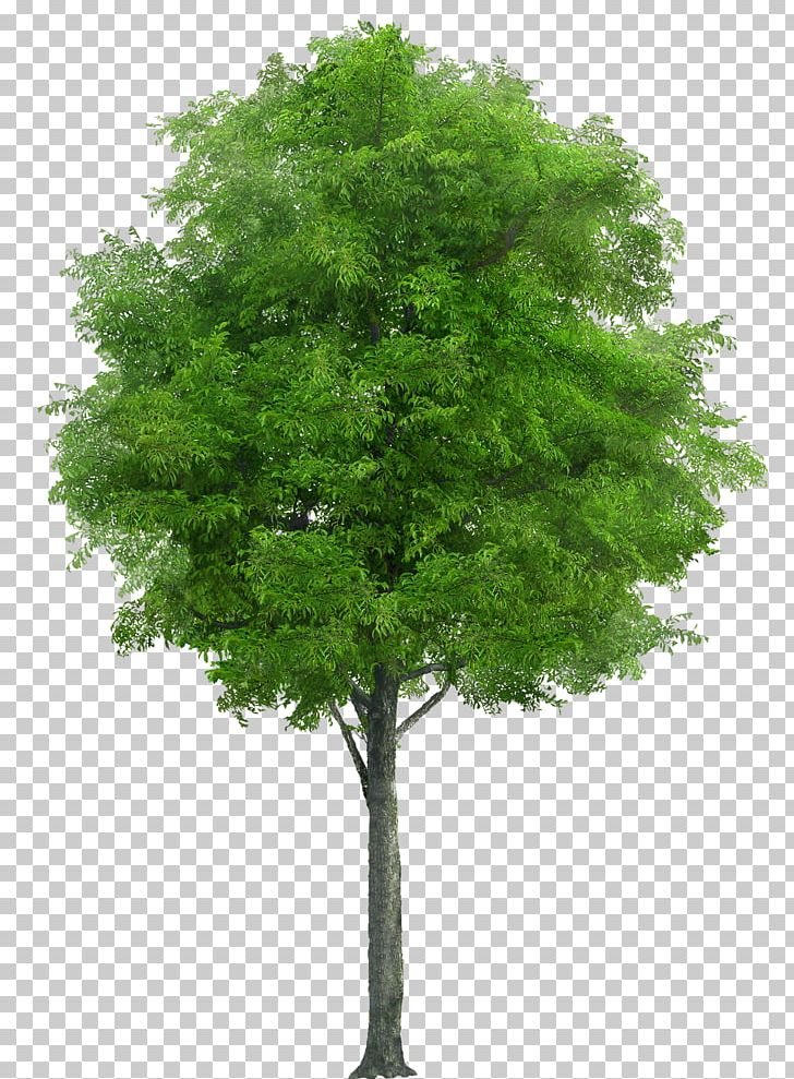 Populus Nigra Tree PNG, Clipart, Branch, Cottonwood, Evergreen, Larch, Leaf Free PNG Download