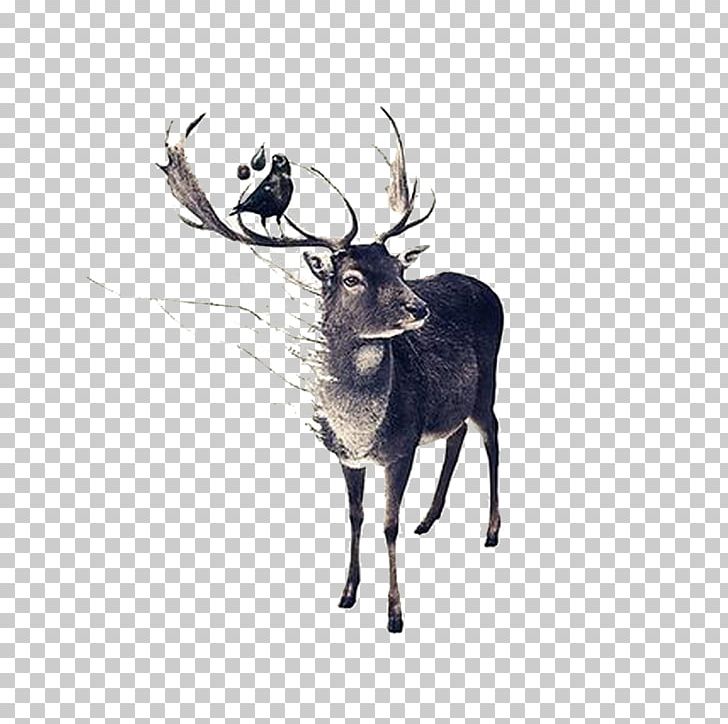 Red Deer Moose Drawing PNG, Clipart, Abstract Paintings, Aesthetics, Antler, Art, Bird Free PNG Download