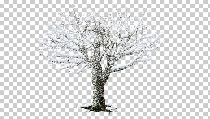 White PNG, Clipart, Black And White, Branch, Gorselleri, Others, Plant Free PNG Download