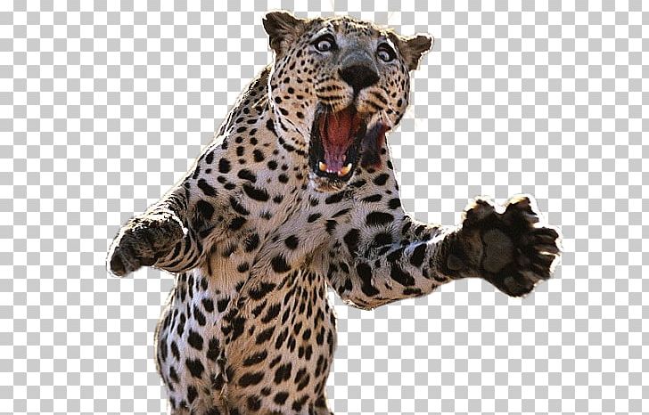 Cheetah Tiger Jaguar Post Cards Lion PNG, Clipart, Afr, Animal Figure, Animals, Big Cats, Carnivoran Free PNG Download
