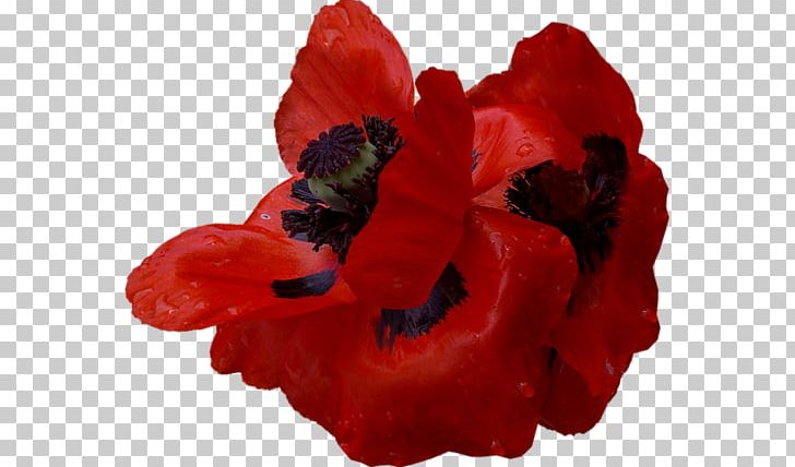 Common Poppy Flower PNG, Clipart, Album, Author, Bud, Common Poppy, Coquelicot Free PNG Download