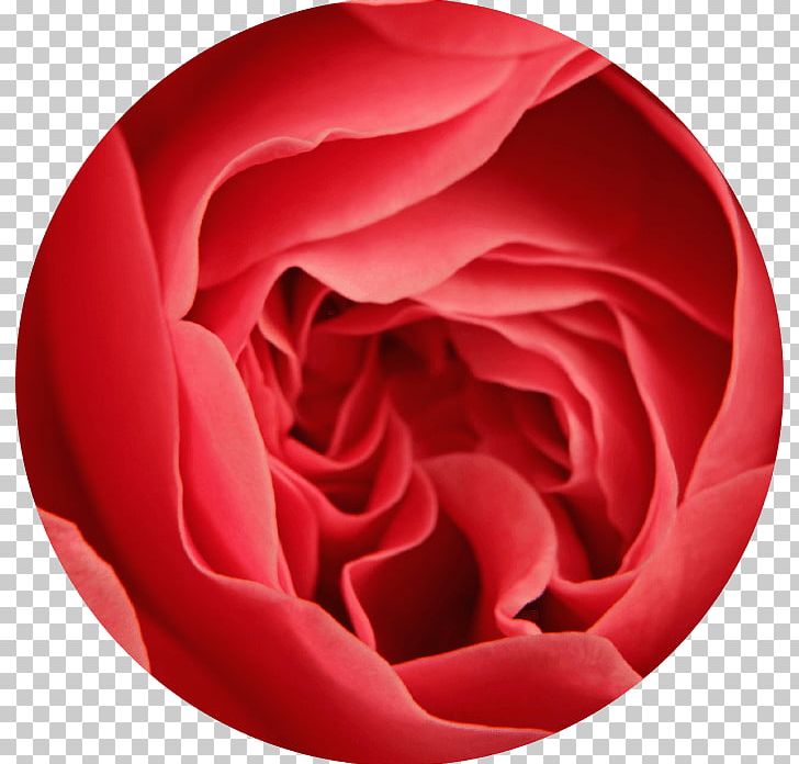 Garden Roses 3SBio Inc. Cabbage Rose Exenatide Glucagon-like Peptide-1 Receptor Agonist PNG, Clipart, Blood Sugar, Closeup, Diabetes Mellitus Type 2, Erythropoietin Treatment, Exenatide Free PNG Download