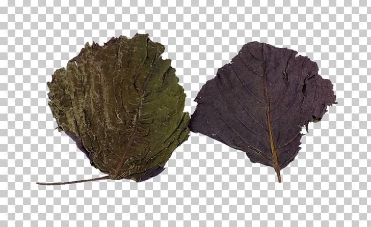 Leaf Beefsteakplant Perilla PNG, Clipart, Banana Leaves, Fall Leaves, Free Stock Png, Herbs, Leaf Free PNG Download