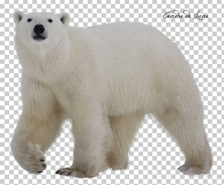 Polar Bear PNG, Clipart, Albino, Animal, Animals, Bear, Biodiversidad Free PNG Download
