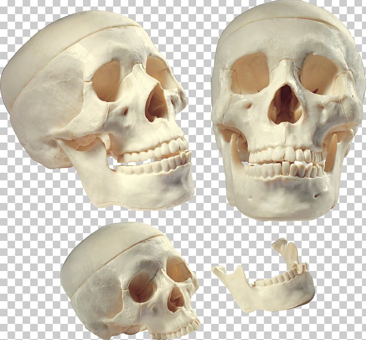 Skull Homo Sapiens Human Body Bone Human Tooth PNG, Clipart, Bone, Face, Fantasy, Hand, Homo Sapiens Free PNG Download