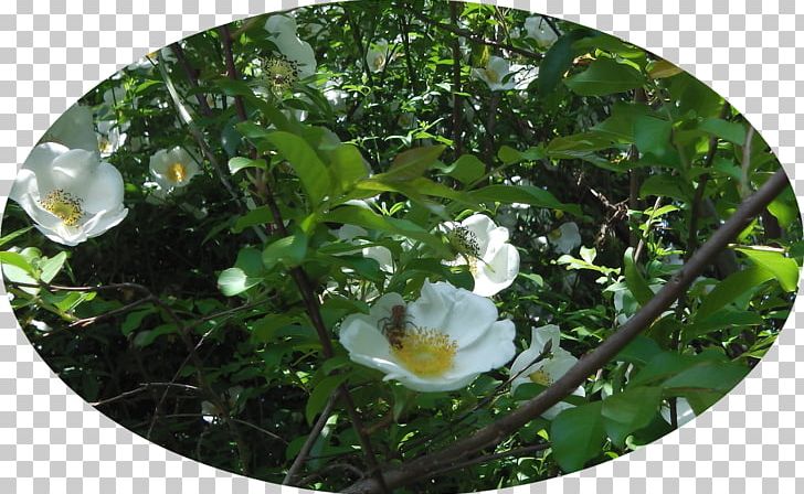 Flora Rose Family Wildflower PNG, Clipart, Climbing Rose, Flora, Flower, Flowering Plant, Others Free PNG Download