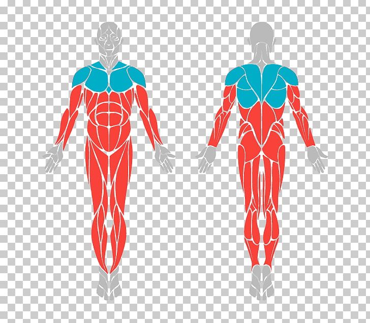 Human Body Skeleton And Muscles Human Anatomy Knee PNG, Clipart, Anatomy, Arm, Costume, Costume Design, Elliptical Trainers Free PNG Download