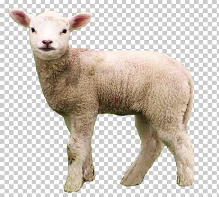 Merino Berrichon Du Cher Goat Livestock PNG, Clipart, Animal, Animals, Berrichon Du Cher, Caprinae, Cow Goat Family Free PNG Download