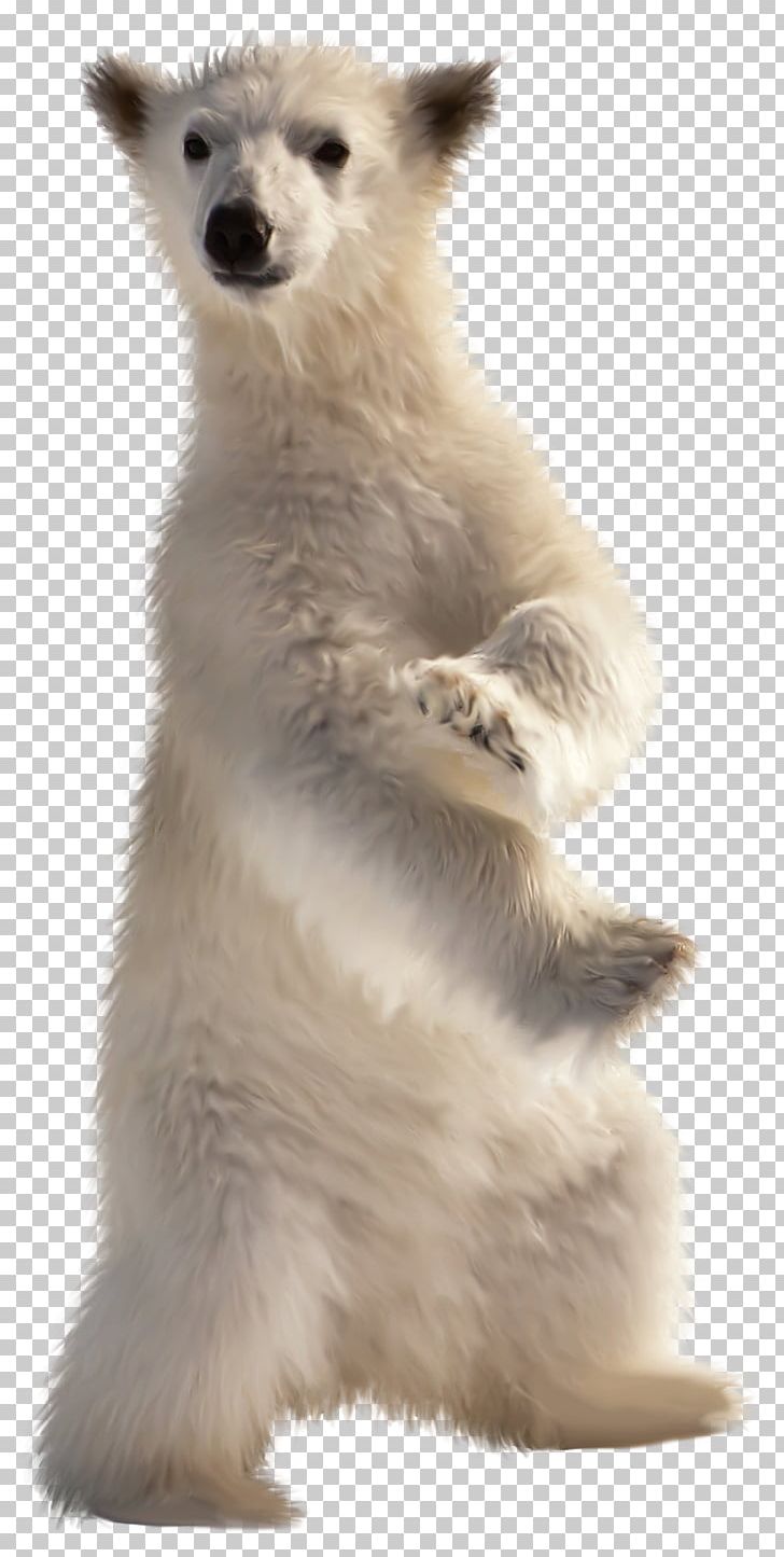 Baby Polar Bear American Black Bear Desktop PNG, Clipart, 4k Resolution, American Black Bear, Animals, Baby Polar Bear, Bear Free PNG Download