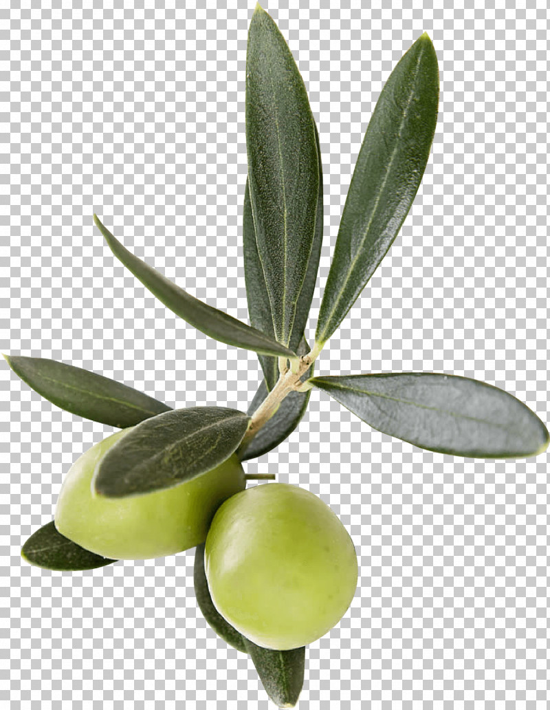 Olive Leaf Plant Flower Olive Family PNG, Clipart, Arctostaphylos, Flower, Fruit, Leaf, Olive Free PNG Download
