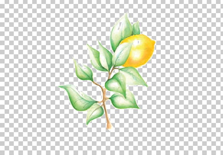 Cut Flowers Plant Stem Bud Leaf Petal PNG, Clipart, Arum, Branch, Bud, Cut Flowers, Flora Free PNG Download