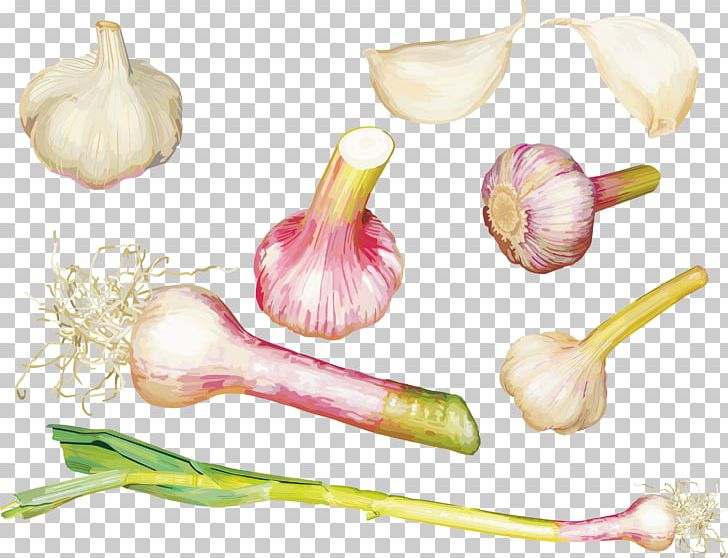 Garlic Powder Vegetable Food PNG, Clipart, Carrot, Cartoon Garlic, Chili Garlic, Encapsulated Postscript, Flower Free PNG Download