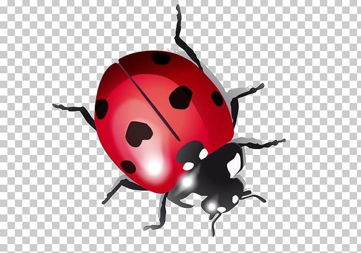 Ladybird Beetle Drawing PNG, Clipart, Animals, Arthropod, Asian Lady Beetle, Beetle, Coccinelle Free PNG Download
