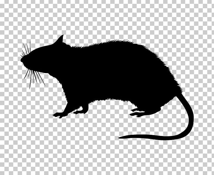 Rodent Stock Photography Silhouette PNG, Clipart, Animals, Beaver, Black And White, Black Rat, Carnivoran Free PNG Download