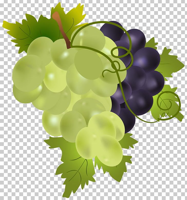 Grape Fruit PNG, Clipart, Clipart, Clip Art, Common Grape Vine, Flowering Plant, Food Free PNG Download