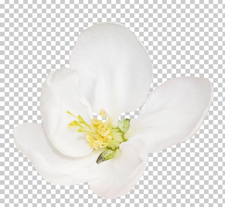 Petal Flowering Plant PNG, Clipart, Blossom, Decoration, Flower, Flowering Plant, Fruit Nut Free PNG Download