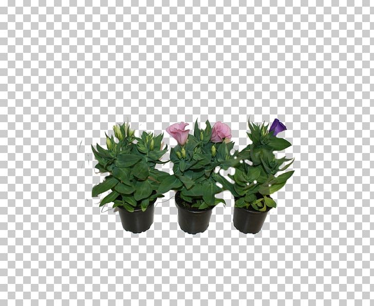 Flowerpot Citroën Cactus M Houseplant Shrub PNG, Clipart, Cactus, Flower, Flowering Plant, Flowerpot, Houseplant Free PNG Download