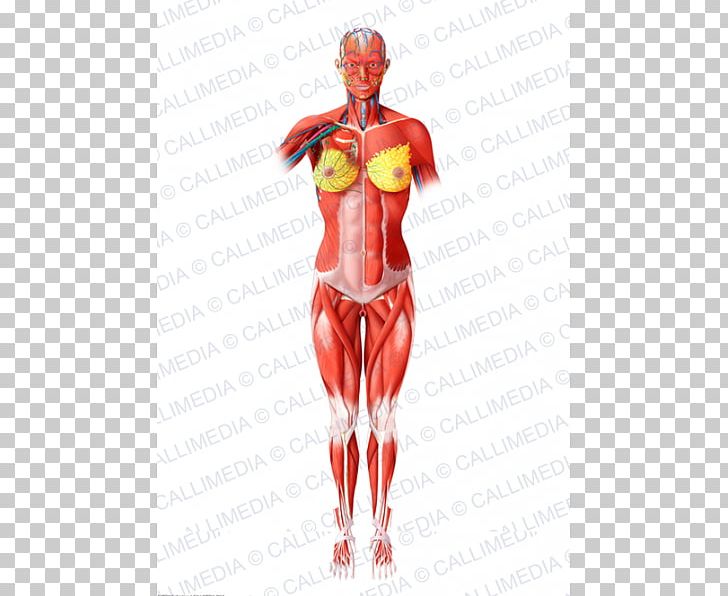 Homo Sapiens Muscle Blood Vessel Human Body Muscular System PNG, Clipart, Abdomen, Anatomy, Arm, Blood Vessel, Circulatory System Free PNG Download