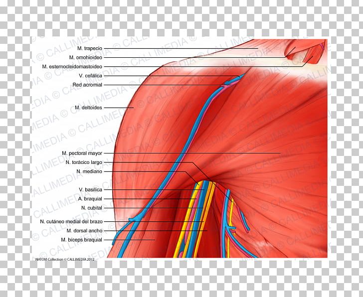 Shoulder Deltoid Muscle Nerve Anatomy PNG, Clipart, Anatomy, Angle, Axillary Nerve, Basilica, Blood Vessel Free PNG Download