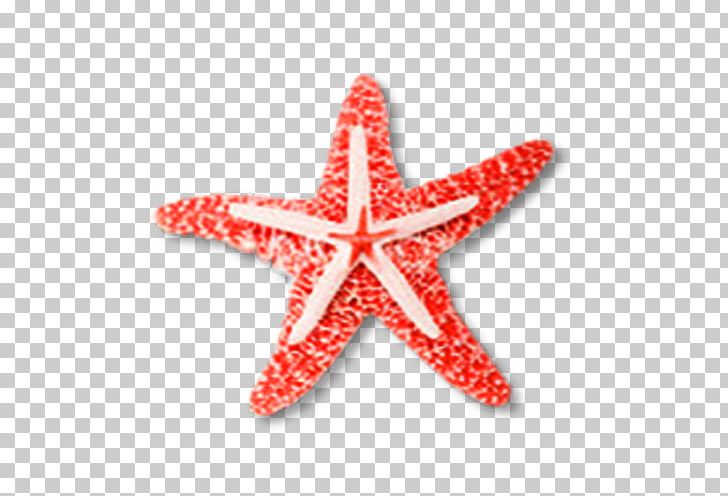 Starfish Euclidean PNG, Clipart, Adobe Illustrator, Animals, Creative Ads, Creative Artwork, Creative Background Free PNG Download