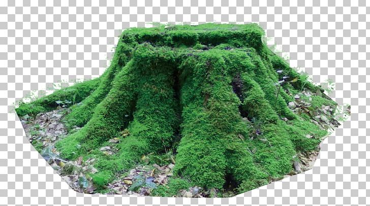Tree Stump Garden Woodchips PNG, Clipart, Christmas Tree, Cut, Cut Down, Down, Driftwood Free PNG Download