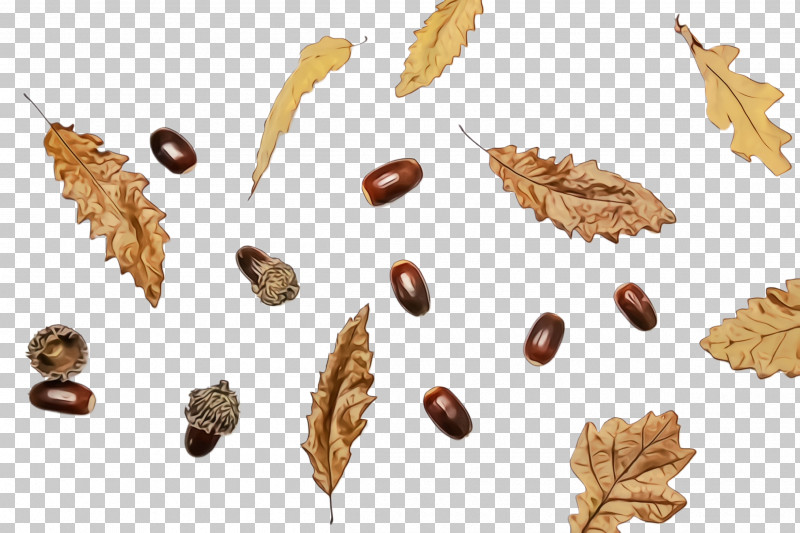 Autumn Season Conkers Acorn Music PNG, Clipart, Acorn, American Larch, Autumn, Conkers, Music Free PNG Download