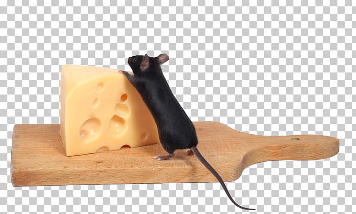 Computer Mouse Stock Photography Cheese PNG, Clipart, Cheese, Cheese Cake, Download, Food Drinks, Material Free PNG Download
